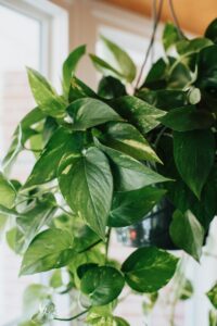 The Connection Between Dehydration And Yellow Leaves