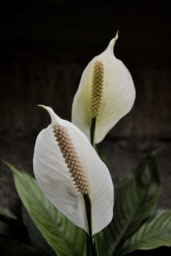 Peace Lily Leaves Turning Brown