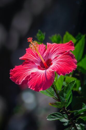 Nutritional Factors Causing Yellow Leaves