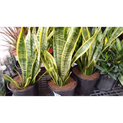 snake plant cold tolerance