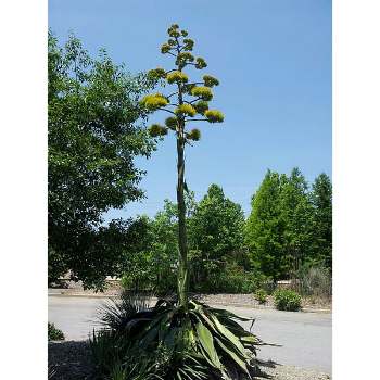 Century Plant Blooming - How Often Does It Bloom?