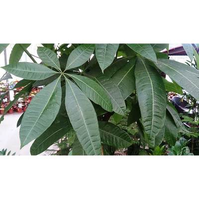 Best Money Tree Locations for Wealth and Good Luck