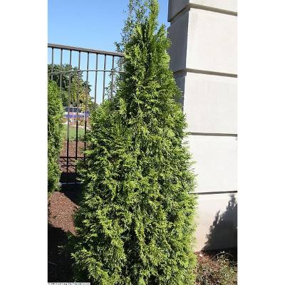 Arborvitae Turning Brown
