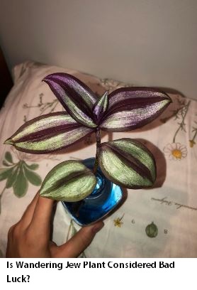 Is Wandering Jew Plant Considered Bad Luck