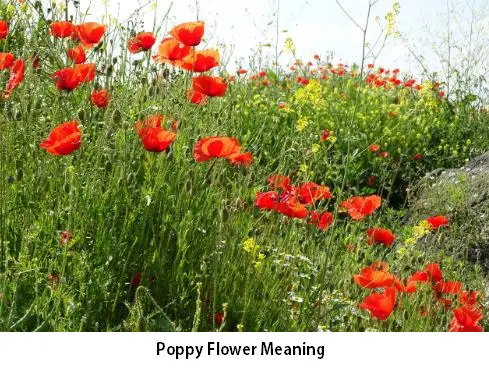 Poppy Flower Meaning