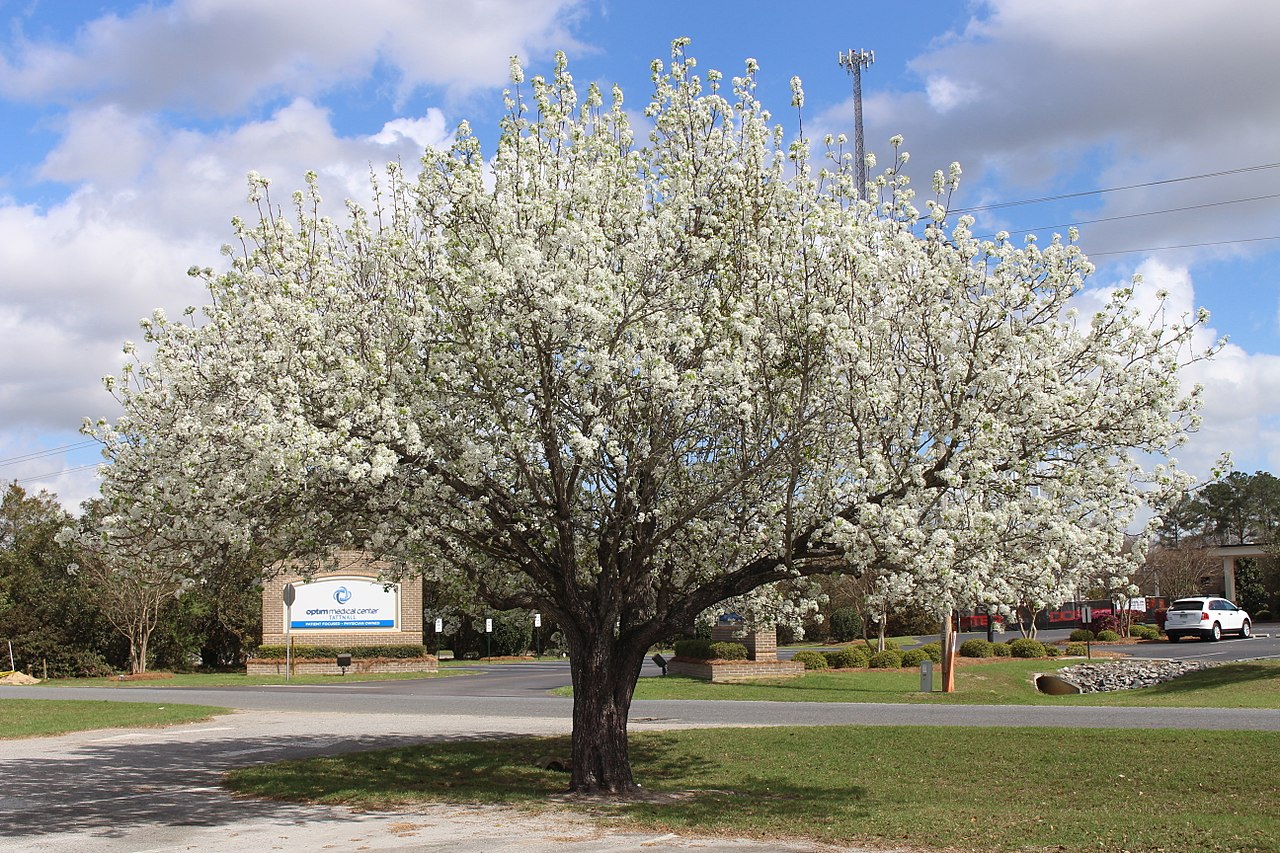 5 Worst Trees to Plant in Dallas Lotusmagus