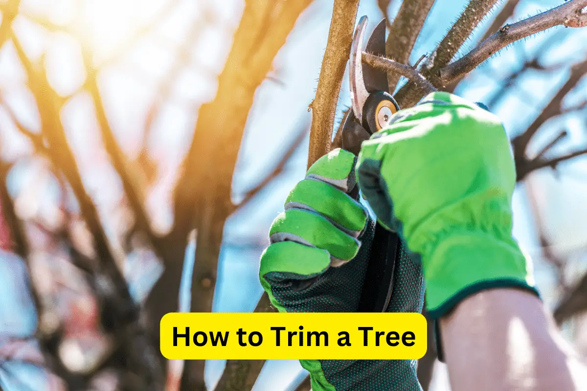 how-to-trim-a-tree-lotusmagus