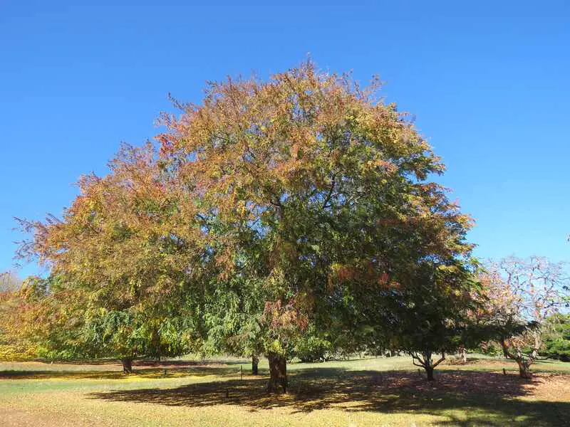 6 Best Trees to Plant in Houston Lotusmagus