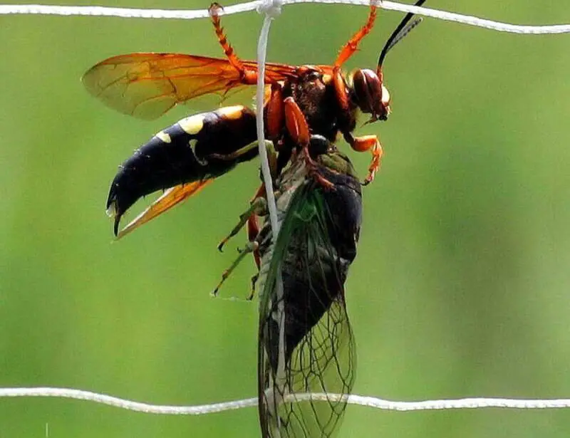 How to Get Rid of Cicadas - Lotusmagus