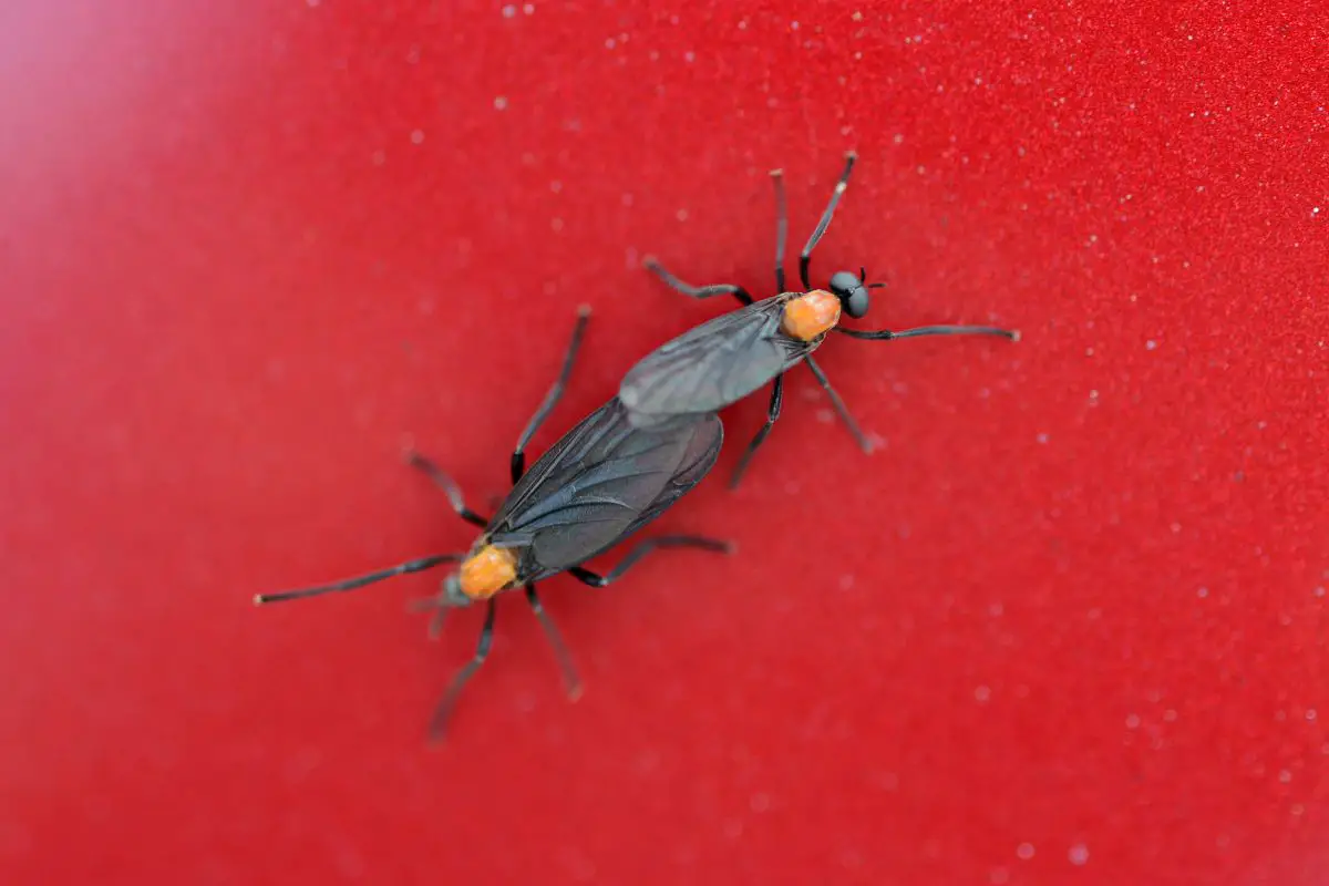 how-to-remove-love-bugs-from-your-car-and-not-hurt-the-paint-lotusmagus