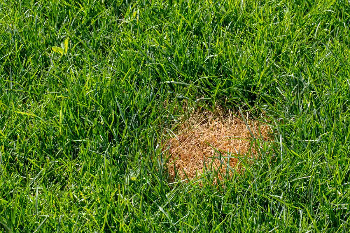 How to Get Rid of Anthracnose in Your Lawn - Lotusmagus